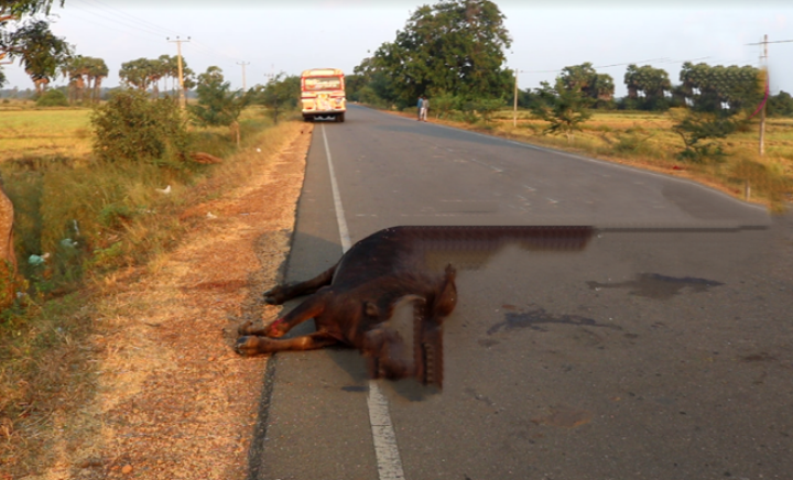 கிளிநொச்சியிலும் கோர விபத்து-இரு உயிர்கள் உயிரிழப்பு-ஒருவர் படுகாயம்..!-oneindia news