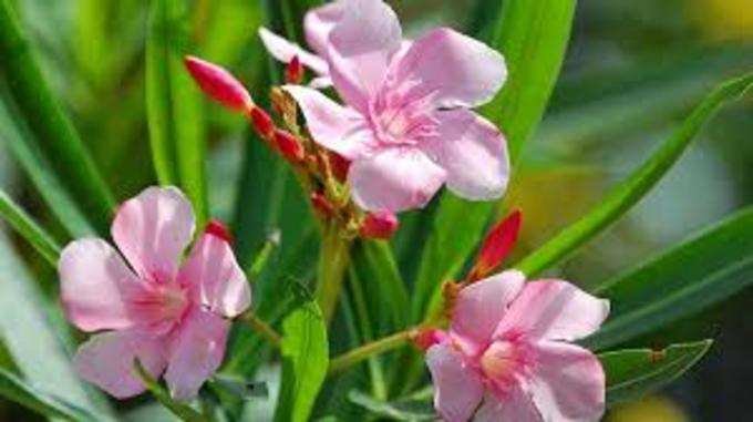 Can smelling Arali flower cause cardiac arrest?  Can it be grown at home or not?-oneindia news