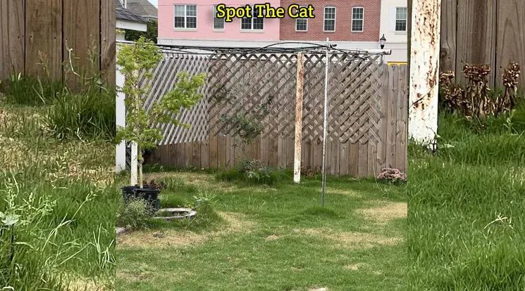 Can you find the hidden cat in the garden... in 3 seconds?  Open Challenge!-oneindia news