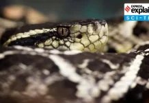 When and why do venomous snakes bite?  An extraordinary research-oneindia news