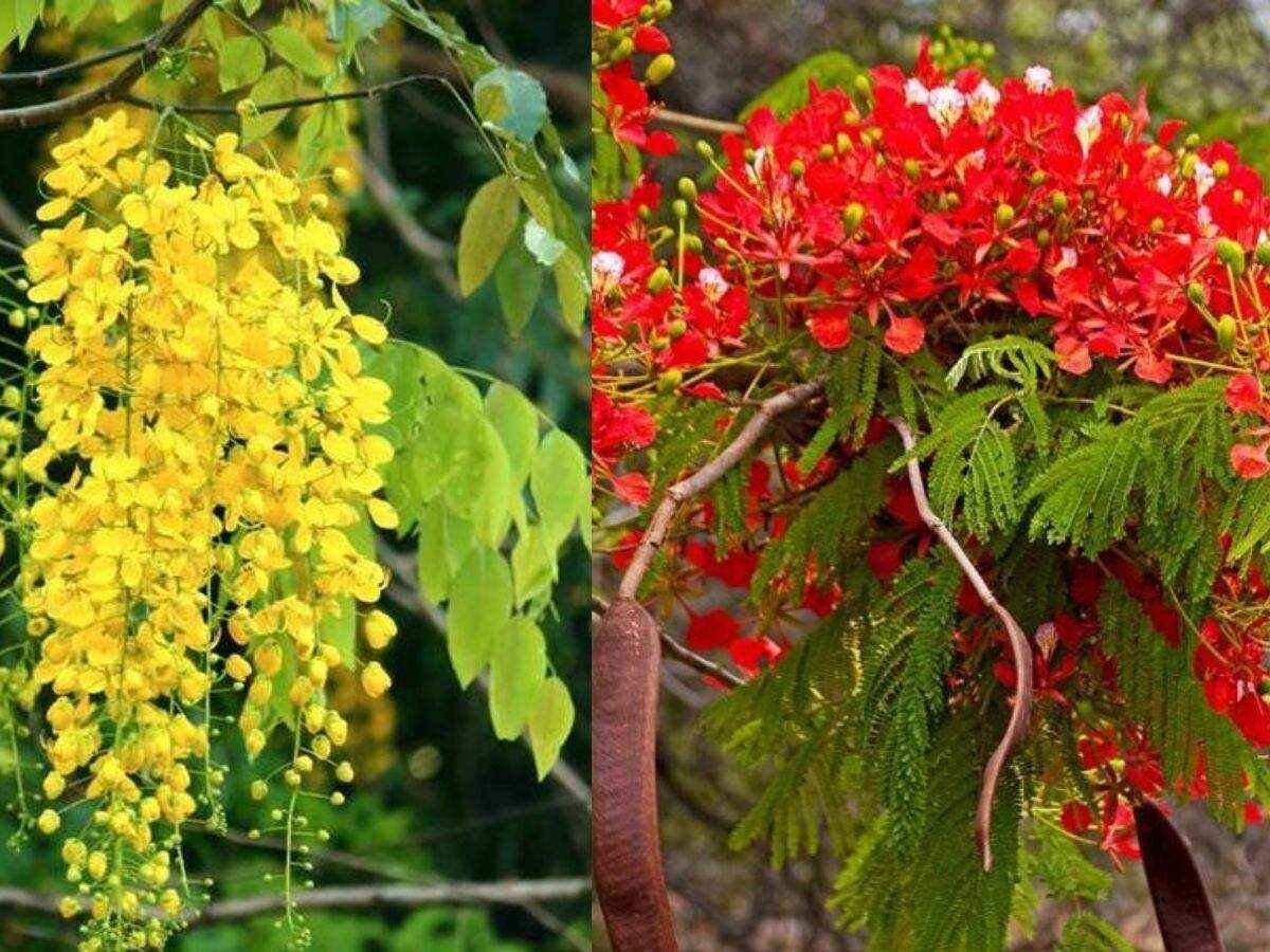 Flowers bloom only in summer-oneindia news