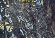 An owl sitting on a tree... If you find it in 5 seconds, you will have hawk vision!-oneindia news