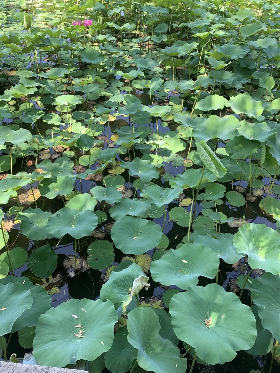 A frog that jumps and disappears in a lotus pond... If you find it in 5 seconds, you are a genius!-oneindia news