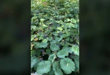 A frog that jumps and disappears in a lotus pond... If you find it in 5 seconds, you are a genius!-oneindia news