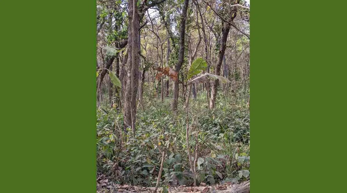 A tiger lurking in the forest... If you find it in 5 seconds, you will run away!-oneindia news