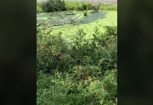 A mossy pond... a hidden snake... find it in 5 seconds and you're the code!-oneindia news