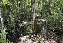 Can you find the crocodile hiding in the swamp... in 7 seconds?-oneindia news