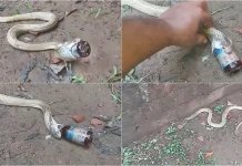 Snake Swallows Cough Syrup Bottle... Rescued by Helpline Volunteers: Viral Video-oneindia news