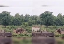 Who is a real animal?  Elephant angrily chases away man who came behind him and disturbed him: Viral video-oneindia news