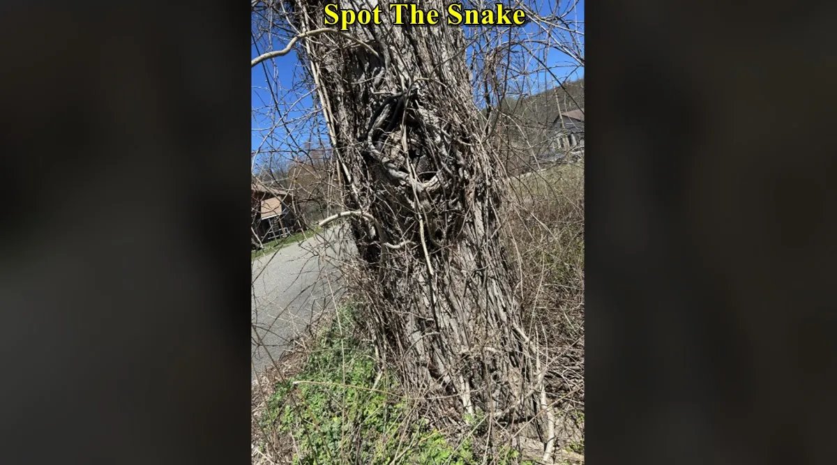 Snake on tree 3