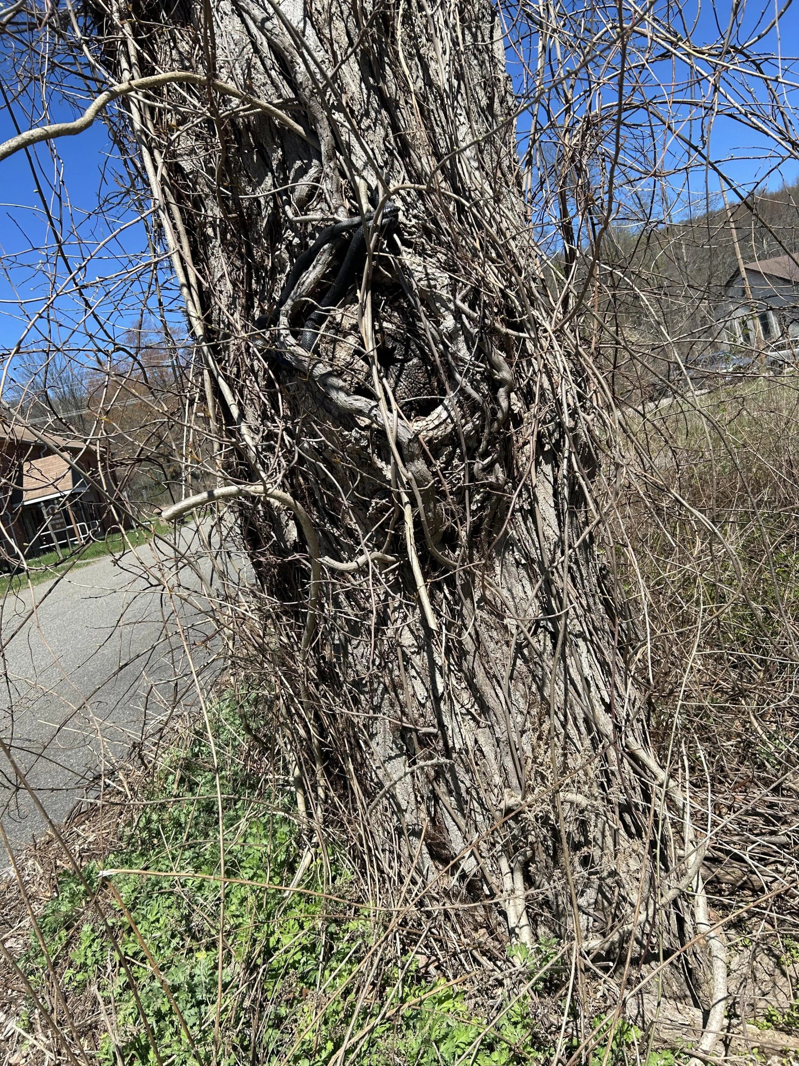 Snake on tree 3